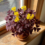 Set of 3 Purple Oxalis Plants Live, Oxalis Triangularis Shamrock Plants, 4 to 8 Inches for Hanging Basket, Container Growing