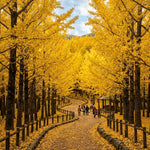 Ginkgo Live Tree, Ornamental Tree, 3-6 Inches Tall