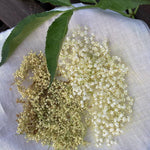 Set 2 Elderberry Plants Live Bush, Black Elderberries Plant Starter 5 to 9 Inch Tall Perennial Fruit Plant, No Pot, Dormant in Winter