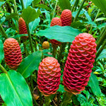 2 Awapuhi Shampoo Ginger Live Plants, Red Shampoo Ginger 4-7 Inch, Red Ginger Lily, Zingiber Zerumbet, Outdoor Growing, Ready to Grow