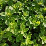 Set of 2 Spearmint Plants Live 4-6 Inches, Perennial Mint Plants, Fragrant Herbs for Growing Outdoor Indoor