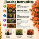 2 Orange Bougainvillea Plants Live, Rooted Vine Starter, 4-8 Inch Tall