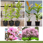 Magnolia Plant Live 6 to 12 Inches Tall, in 2.5 Inches Pot, Magnolia Tree Live Plant, Fragrant Magnolia Flowers (Saucer Magnolia)