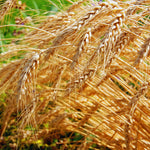 5 Lb Rye Cover Crop Seeds for Planting Lawn, Cover Crop Seeds, Garden Grass Seed, Easy to Plant Outdoor