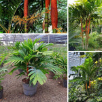 Palm Tree Live Plant, Fully Rooted in 3 Gallon Pot, Rare Tropical Plant Live for Indoor or Outdoor Growing, Red