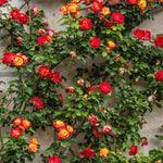 Climbing Roses Live Plants, Rose Bushes Ready to Planting, No Pot, Cut Back, Well Rooted, 6-8 Months Old (Red Orange to Yellow)
