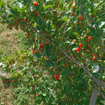 Red Goji Berry Plant Live, Red Berry Fruit Tree, 2-3 Ft Tall