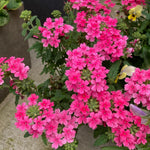 Set 2 Verbena Live Plants, Perennial Verbena Flowers, Long-Lasting, Hardy Flowering Plant for Planting (Pink)