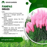 2 Pink Pampas Grass Plants Live, 5-9 Inch Tall, Ornamental Grass Live Plants for Outdoor Landscaping