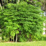 Moringa Tree in 4" Pot, Moringa Live Plants, 6-10'' Tall, Oleifera Drumstick Horseradish Ready to Grow Outdoor, No CA, Full Sun