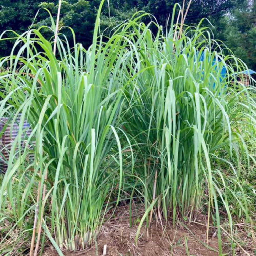 Set 6 of Lemon Grass Live Plant, Lemongrass Plants Stalks, Between 4 and 6 Inc Long