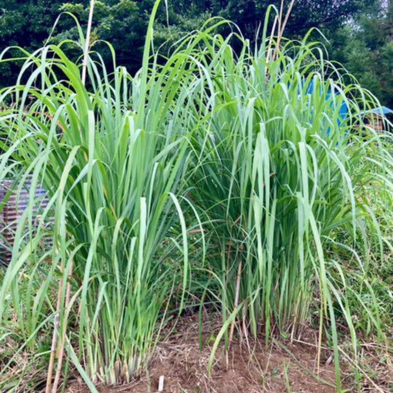 Set 6 of Lemon Grass Live Plant, Lemongrass Plants Stalks, Between 4 and 6 Inc Long