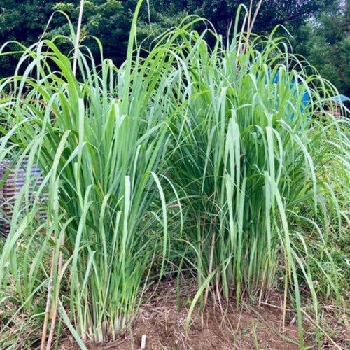 Set 6 of Lemon Grass Live Plant, Lemongrass Plants Stalks, Between 4 and 6 Inc Long