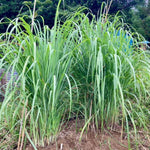 2 Rooted Lemongrass Stalks Plants for Planting 4 Inches Planting Indoor Outdoor Ornaments Perennial Garden Simple to Grow Pot