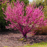 Seedling Eastern Redbud Tree Live Plant 1 Year Old, Spring Planting American Red Bud Tree Live Plant 6-14" in Tall