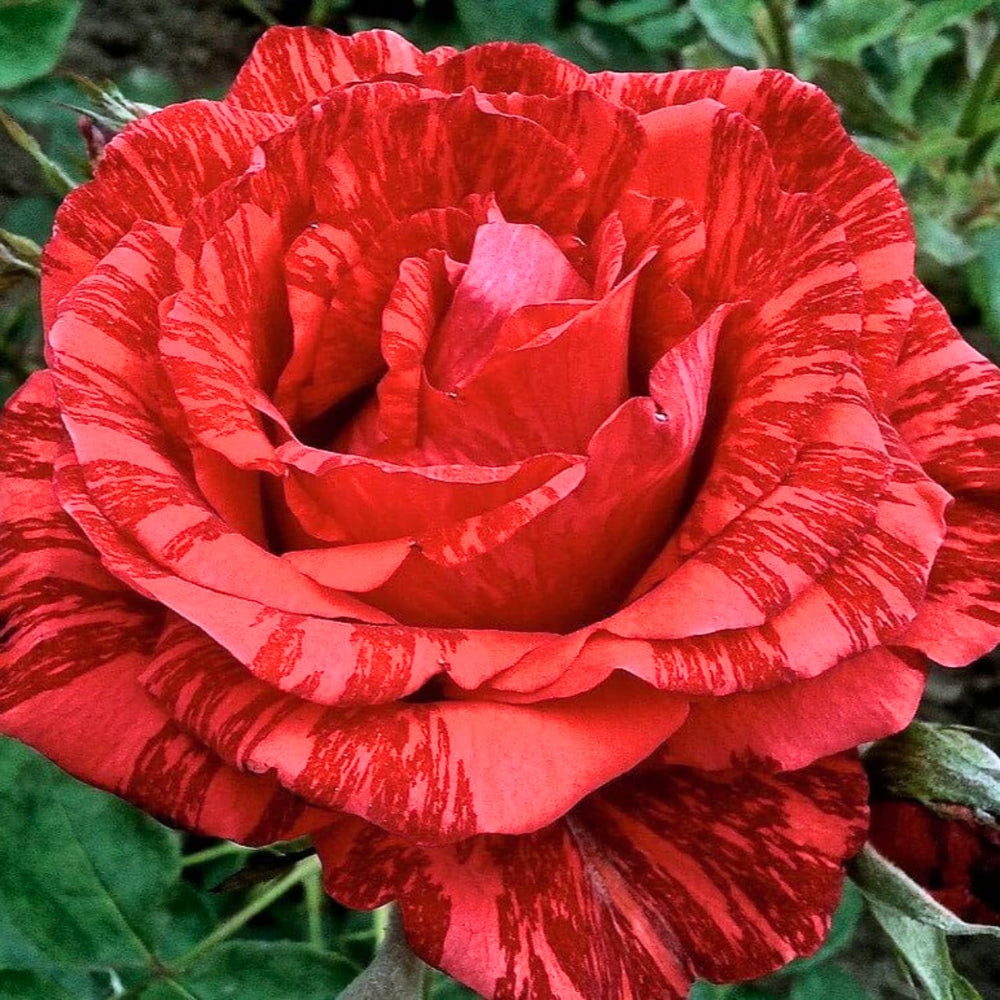 Rose Plant Live for Planting Indoor Outdoor, 5-10 Inch Tall, Fragrant Flowers Well Rooted, Roses Bush Shrub (Rare Red Rose)