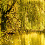 2 Willow Tree Seedlings 6-12'' Tall, Dormant, Bare Roots, Hardy Ornamental Tree for Garden Planting (Weeping Willow Bare Roots)