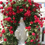 Climbing Roses Live Plants, Red Don Juan Rose Climbing Bushes for Planting, No Pot, Cut Back, Well Rooted, No Leaf for Planting