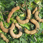 Sour Tamarind Tree Live Plant, 2-3 Feet Tall in 1 Gallon Pot, Tropical Fruit Tree