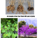 02 Eastern Red Bud Trees Live Plants, 6-12" in Tall for Spring Planting, Redbud Tree Live Zones 5-9