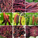 Mulberry Tree Live Plant 5 to 8 Inc Height, Sweet Mulberry Bush Live Plant, Mulberry Plant Live (Pakistan Mulberry)