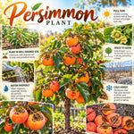 2 Persimmon Trees Seedlings, Well-Rooted Fruit Tree, 8-12 Inch Tall