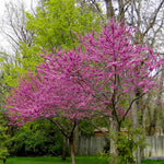 Potted Eastern Red Bud Tree Live Plant, 6-12" Seedlings Redbud Tree for Planting, Winter Hardy