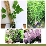 2 Pots Lilac Live Shrub Plant, Hardy Fragrant Flowering Bush for Outdoor Planting, 6-12 Inch Tall (Lavender)