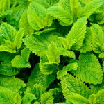 3 Lemon Balm Plants Live 4-7'' Tall, Lemon-Scented Herb for Growing Outdoor, Easy Care, Zones 4–9
