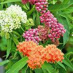 2 Mix Milkweed Plants Live, 5-8 Inch Tall, Butterfly Milkweed Asclepias Tuberosa Plant for Perennial Flower
