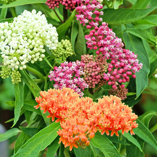 2 Mix Milkweed Plants Live, 5-8 Inch Tall, Butterfly Milkweed Asclepias Tuberosa Plant for Perennial Flower