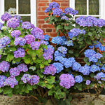 Set 2 Hydrangea Live Plants, Blue to Purple Pink Hydrangea Bushes Shrubs Trees Live Plants in 4” Pot, Live Hydrangea Well Rooted for Planting