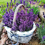 2 Purple Fragrant Lavender Plants 4-7 Inches, Fully Rooted, Random Lavender Herb Plants, Container and Garden Growing