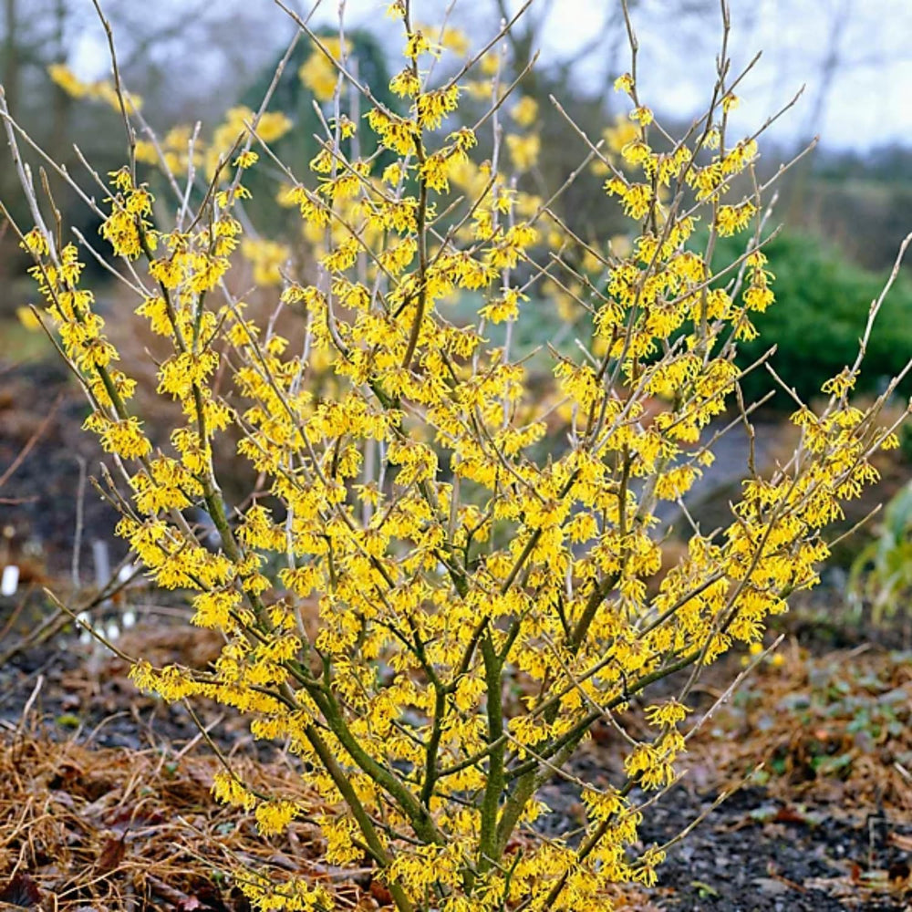 Witch Hazel Bush Plant Live, Yellow Flowering Shrubs in Quart Pot, Hardy Landscape Plants for Outdoor Garden