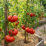 Beefsteak Tomato Live Plants, 2 Plant Per Pot 5-8" Tall