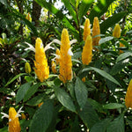 2 Yellow Shrimp Plants Live, 4-7 Inc Tall, Vibrant Flower Starter Plant for Garden or Patio