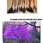 Eastern Red Bud Tree Live Plant, Spring PlantingRedbud Tree, Cold Hardy, Zones 4-9, American Redbud