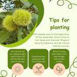 2 Chestnut Trees Bare Roots, Dormant, Hardy Chestnut Trees Seedlings 2-3 Feet, Outdoor Planting