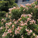 Dwarf Salmon Oleander Plant Live, Oleander Live Plant, 5 to 7 Inches Tall, Flowering Ornamental Shrub, Easy Care Outdoor Plant