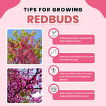 Purple Redbud Tree in Quart Pot, Hardy Red Bud Trees, Purple Flowering Tree, Winter Dormant, Border and Garden Planting