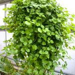 Yunaksea 1 Pot Swedish Ivy Plant Live, Plectranthus Swedish Ivy Mint Herbs, 4" Pot Indoor Outdoor Home Garden