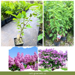 Lilac Live Plant in Pot, Hardy Shrub with Reblooming Blossoms, 1-2 Year Old Plant, Dormant in Winter, Fragrant Flowers (Purple Lilac)