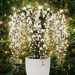 White Clerodendrum Wallichii Live Plant, Starter 4–7" Tall, Chains of Glory Light Bulbs Shrub Flowering Garden Plants for Patio, Containers and Backyard Landscaping