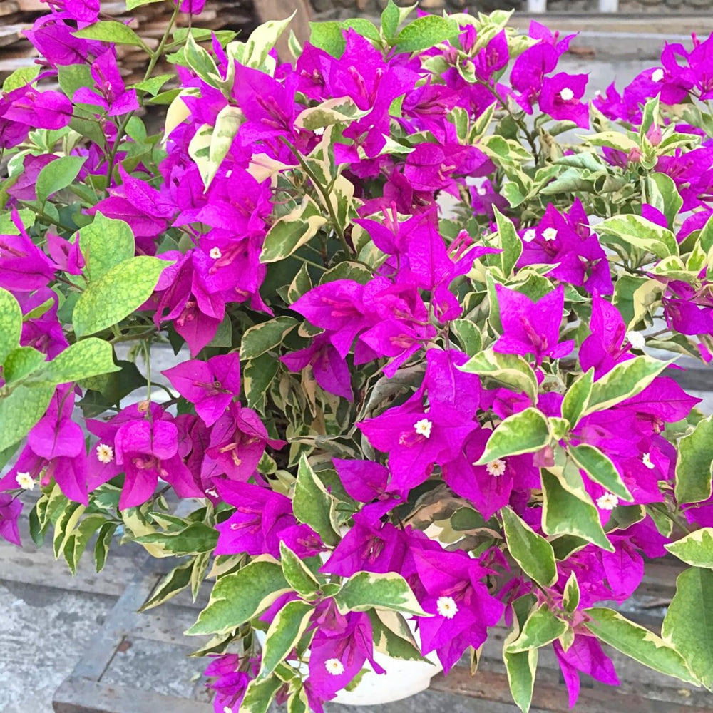 2 Bougainvillea Live Plants, Tropical Bougainvillea Flowering Vine, Fast Growing Outdoor and Container Plant, 4-8'' Tall (Variegated Purple Blooms)