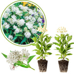 2 White Milkweed Plants Live, 5-8 Inch Tall, Butterfly Milkweed Asclepias Tuberosa Plant for Perennial Flower