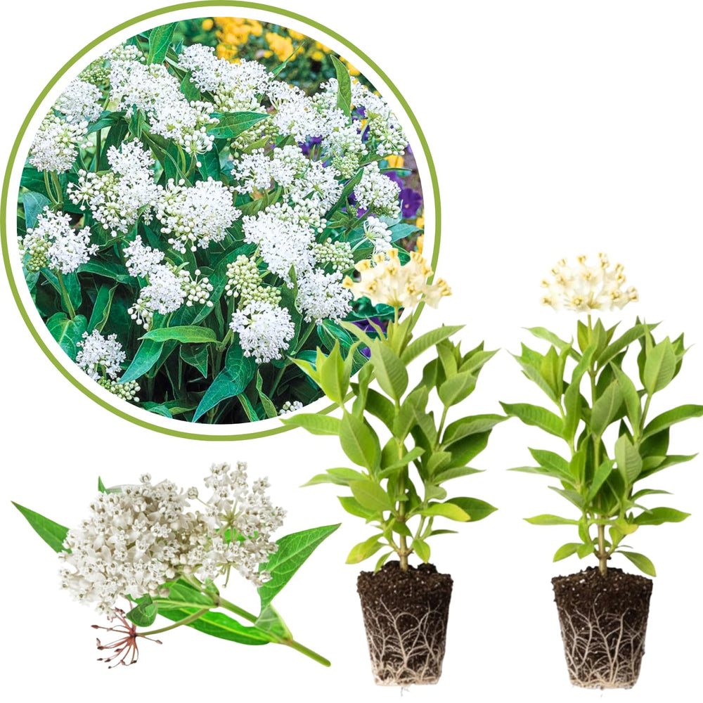 2 White Milkweed Plants Live, 5-8 Inch Tall, Butterfly Milkweed Asclepias Tuberosa Plant for Perennial Flower