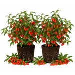 Set 2 Goji Berry Live Plant 4-7 Inches, Goji Berries Fruit Shrub Starter for Garden, High Yield, Ready to Grow