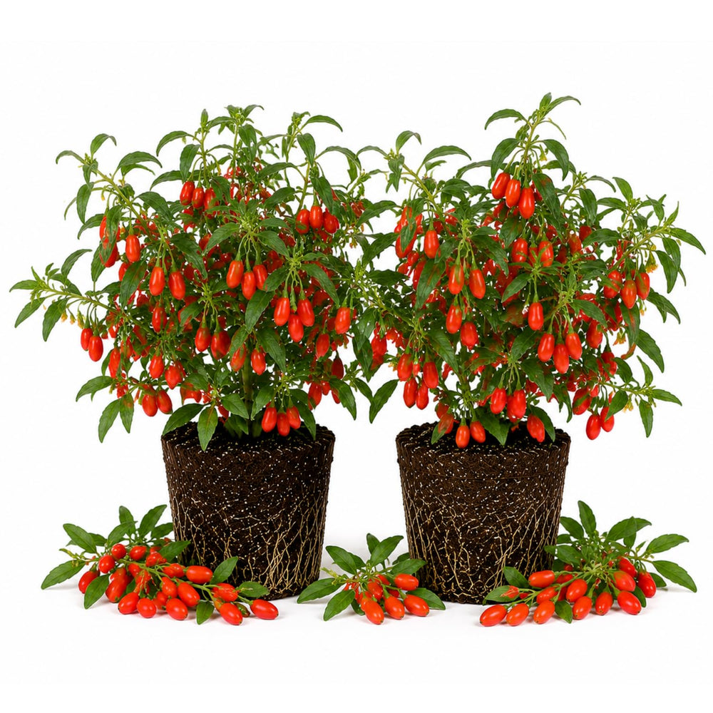 Set 2 Goji Berry Live Plant 4-7 Inches, Goji Berries Fruit Shrub Starter for Garden, High Yield, Ready to Grow