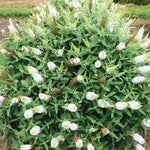 2 Butterfly Bush Live Plants, White Buddleia Shrubs, 5–9 Inch Tall, Fragrant Flowering Shrubs, No Pot