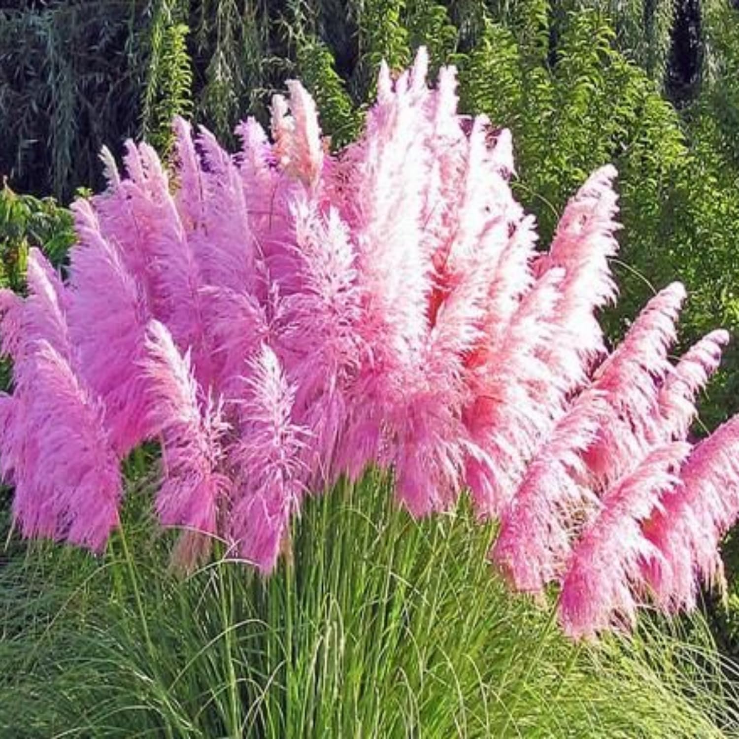 2 Pink Pampas Grass Plants Live, 5-9 Inch Tall, Ornamental Grass Live Plants for Outdoor Landscaping